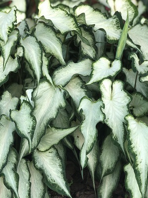 Caladium White Pearl